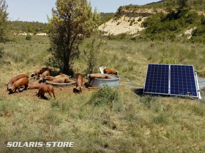 Abreuvoir solaire autonome pour une ferme d&rsquo;élevage