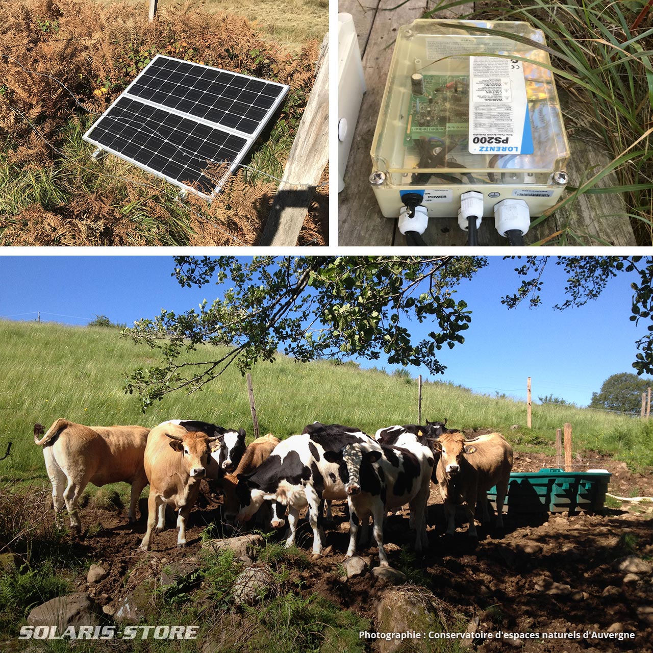 Alimentation en eau d'un abreuvoir photovoltaïque pour un troupeau de vache