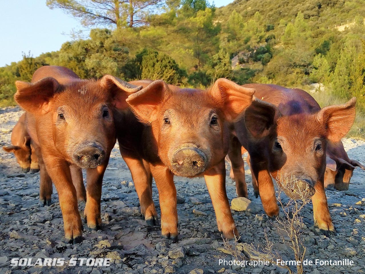 Élevage de cochons américains roux de race Duroc