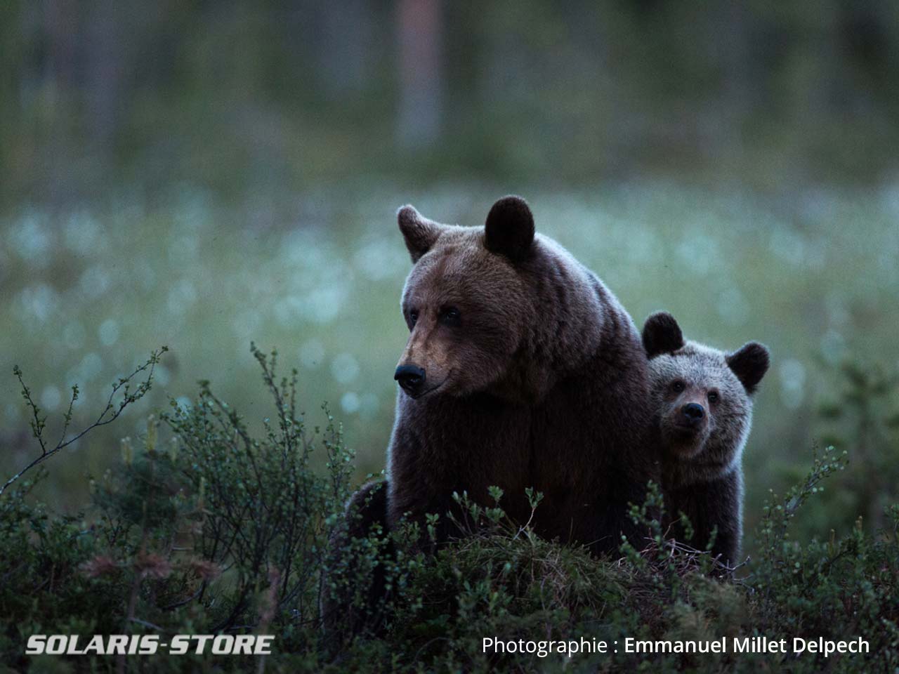 Ours Laponie Finlande Emmanuel Millet Delpech