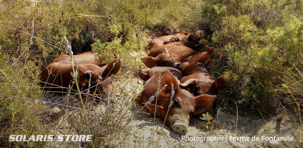 Porc élevé en plein air et fini à la châtaigne des Cevennes